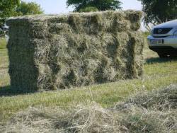 Conventional Hay and Straw Bales by Essex Farm Services