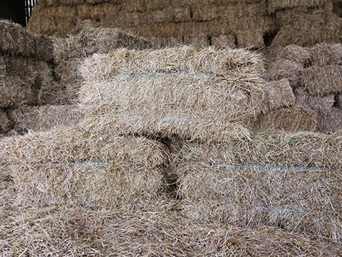 Meadow Hay for Essex Farm Services Ltd